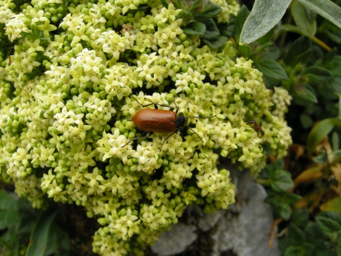 Galium magellense / Caglio della Majella